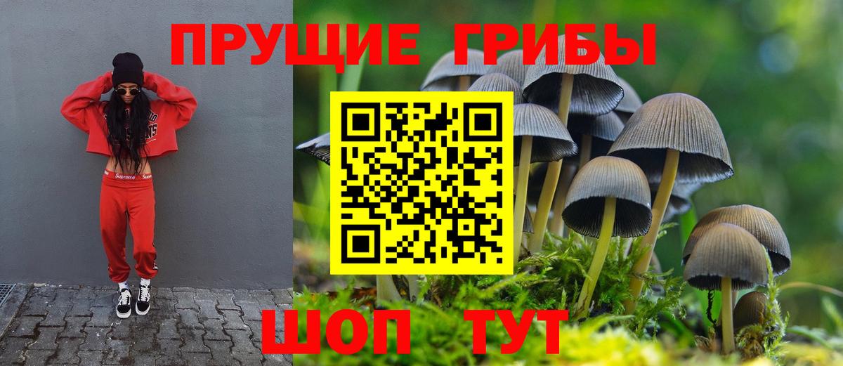 Галлюциногенные грибы Psilocybe Ишим